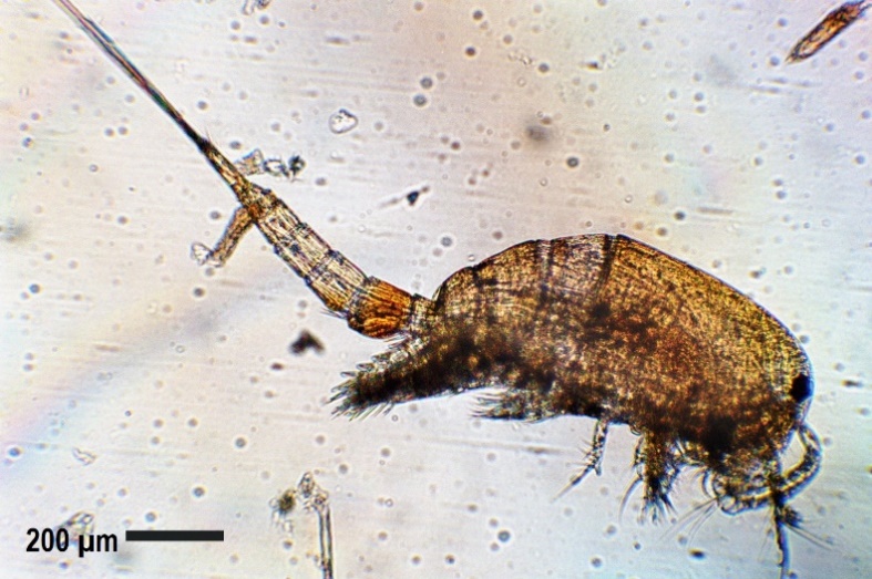 Ectocyclops phaleratus